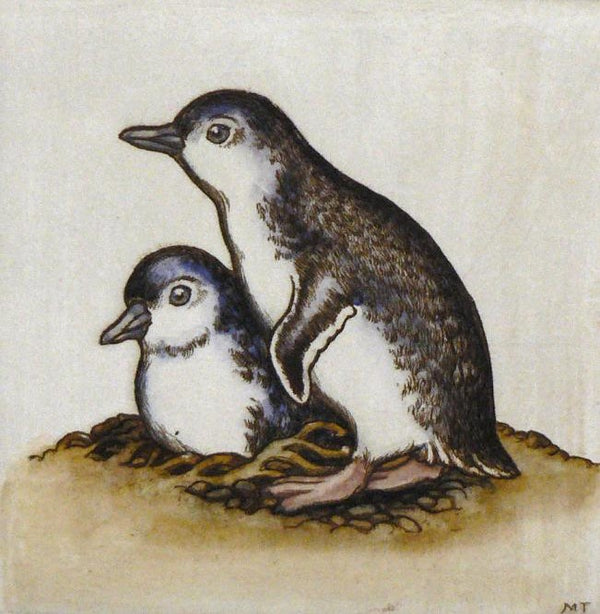 Little Blue Penguins